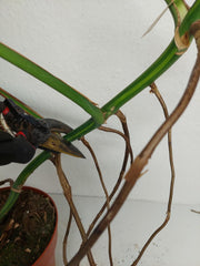 Monstera Aurea Stecklinge