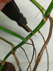 Monstera Aurea Stecklinge