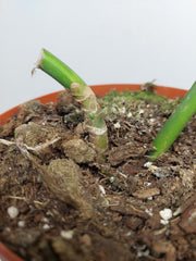 Monstera Aurea Stecklinge