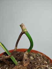 Monstera Aurea Stecklinge
