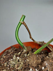 Monstera Aurea Stecklinge