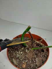 Monstera Aurea Stecklinge