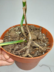 Monstera Aurea Stecklinge