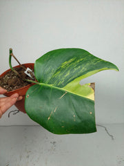 Monstera Aurea Stecklinge