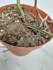 Monstera Aurea Stecklinge