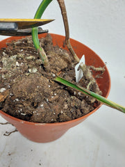 Monstera Aurea Stecklinge