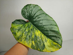 Philodendron Mamei Aurea Steckling