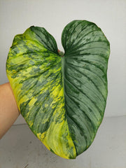 Philodendron Mamei Aurea Steckling