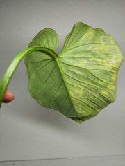 Philodendron Mamei Aurea Steckling