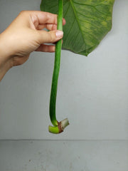 Philodendron Mamei Aurea Steckling