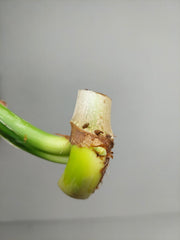 Philodendron Mamei Aurea Steckling
