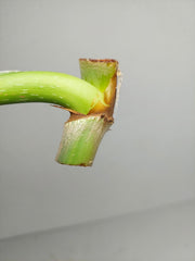 Philodendron Mamei Aurea Steckling