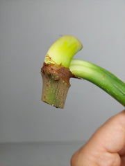 Philodendron Mamei Aurea Steckling