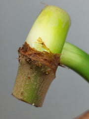 Philodendron Mamei Aurea Steckling