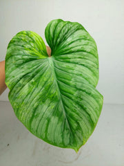 Philodendron Mamei Aurea Steckling