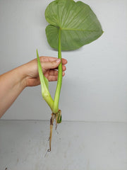 Philodendron Mamei Aurea Steckling