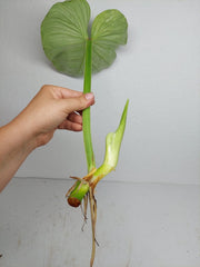 Philodendron Mamei Aurea Steckling