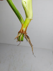 Philodendron Mamei Aurea Steckling