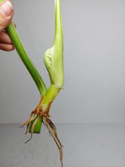 Philodendron Mamei Aurea Steckling