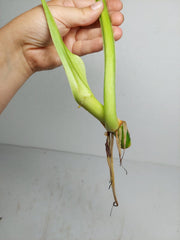 Philodendron Mamei Aurea Steckling
