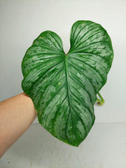 Philodendron Mamei Aurea Steckling