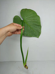 Philodendron Mamei Aurea Steckling