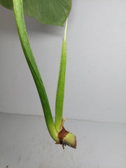 Philodendron Mamei Aurea Steckling