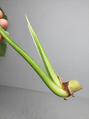 Philodendron Mamei Aurea Steckling