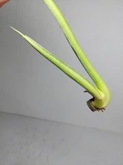Philodendron Mamei Aurea Steckling