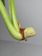 Philodendron Mamei Aurea Steckling