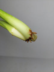 Philodendron Mamei Aurea Steckling