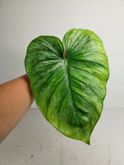 Philodendron Mamei Aurea Steckling