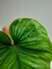 Philodendron Mamei Aurea Steckling