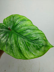 Philodendron Mamei Aurea Steckling