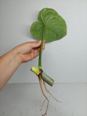 Philodendron Mamei Aurea Steckling