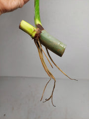 Philodendron Mamei Aurea Steckling