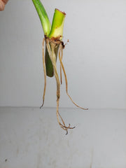 Philodendron Mamei Aurea Steckling