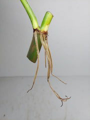Philodendron Mamei Aurea Steckling