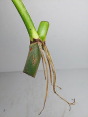 Philodendron Mamei Aurea Steckling