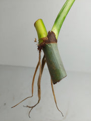 Philodendron Mamei Aurea Steckling
