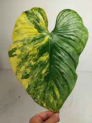 Philodendron Mamei Aurea Steckling
