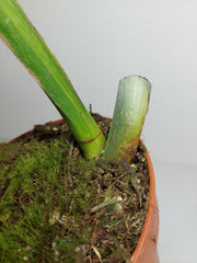 Philodendron Mamei Aurea Steckling