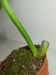 Philodendron Mamei Aurea Steckling