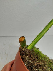 Philodendron Mamei Aurea Steckling