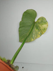 Philodendron Mamei Aurea Steckling