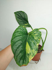 Philodendron Mamei Aurea Steckling