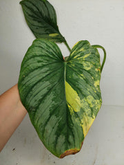 Philodendron Mamei Aurea Steckling