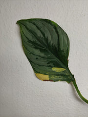 Philodendron Mamei Aurea Steckling
