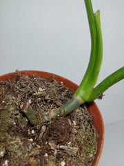Philodendron Mamei Aurea Steckling