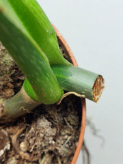 Philodendron Mamei Aurea Steckling